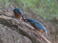 Alcedo atthis 44, IJsvogel, Saxifraga-Mark Zekhuis