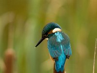 Alcedo atthis 48, IJsvogel, Saxifraga-Mark Zekhuis