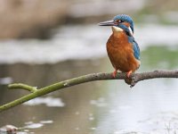 Alcedo atthis 50, IJsvogel, Saxifraga-Mark Zekhuis