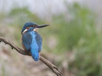 Alcedo atthis 52, IJsvogel, Saxifraga-Mark Zekhuis