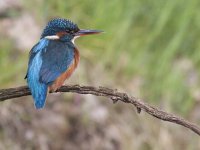 Alcedo atthis 53, IJsvogel, Saxifraga-Mark Zekhuis