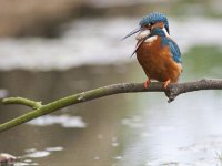 Alcedo atthis 56, IJsvogel, Saxifraga-Mark Zekhuis