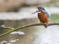 Alcedo atthis 57, IJsvogel, Saxifraga-Mark Zekhuis