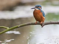 Alcedo atthis 59, IJsvogel, Saxifraga-Mark Zekhuis