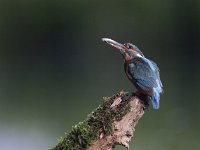 Alcedo atthis 66, IJsvogel, Saxifraga-Mark Zekhuis