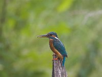 Alcedo atthis 7, female, IJsvogel, Saxifraga-Martin Mollet