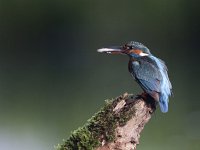 Alcedo atthis 70, IJsvogel, Saxifraga-Mark Zekhuis