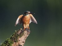 Alcedo atthis 71, IJsvogel, Saxifraga-Mark Zekhuis