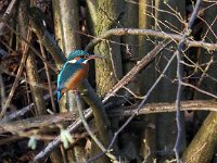 Alcedo atthis 73, IJsvogel, Saxifraga-Hans Dekker