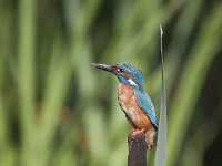 Alcedo atthis 74, IJsvogel, Saxifraga-Mark Zekhuis