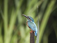 Alcedo atthis 77, IJsvogel, Saxifraga-Mark Zekhuis