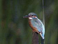 Alcedo atthis 81, IJsvogel, Saxifraga-Mark Zekhuis