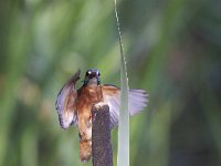 Alcedo atthis 82, IJsvogel, Saxifraga-Mark Zekhuis