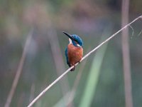 Alcedo atthis 85, IJsvogel, Saxifraga-Luuk Vermeer