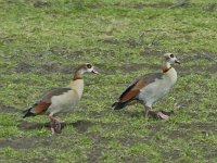 Nijlgans #05667 : Alopochen aegyptiaca, Egyptian Goose, Nijlgans, male and female