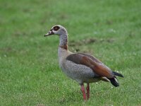Alopochen aegyptiaca 32, Nijlgans, Saxifraga-Peter Meininger