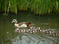 Alopochen aegyptiaca 35, Nijlgans, adult and juveniles, Saxifraga-Theo Verstrael
