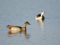 Alopochen aegyptiaca 36, Nijlgans, adult pair, Saxifraga-Theo Verstrael