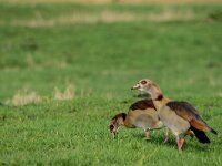 Alopochen aegyptiaca 37, Nijlgans, adult pair, Saxifraga-Theo Verstrael