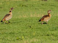 Alopochen aegyptiaca 38, Nijlgans, adult pair, Saxifraga-Theo Verstrael