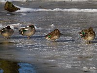 Wintertaling  wintertalingen bij Vogeleiland Stadsweiden te Harderwijk : Anas crecca