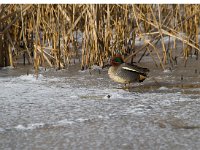 Wintertaling  wintertaling bij Vogeleiland Stadsweiden te Harderwijk : Anas crecca