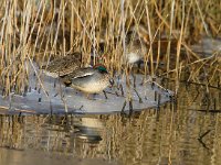 Wintertaling  wintertaling bij Vogeleiland Stadsweiden te Harderwijk : Anas crecca