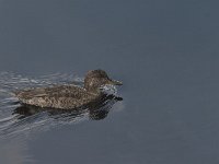 Anas crecca 24, Wintertaling, female, Saxifraga-Jan van der Straaten