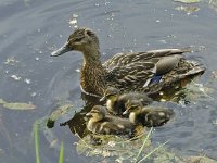 Wilde eend #16426 : Wilde eend, Anas platyrhynchos, Green-headed duck