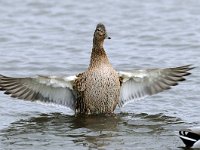 Anas platyrhynchos 23, female, Wilde eend, Saxifraga-Piet Munsterman