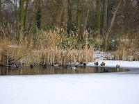 Mallards (Anas platyrhynchos) and Coots (Fulica atra) in  hole  Mallards (Anas platyrhynchos) and Coots (Fulica atra) in  hole : Anas platyrhynchos, birds, cold, coot, Coots, duck, ducks, fauna, freeze, frost, Fulica atra, hole, ice, mallard, Mallards, reed, snow, water, waterfowl, white, winter, wintertime