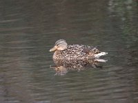 Anas platyrhynchos 48, Wilde eend, Saxifraga-Luuk Vermeer