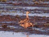 Anas platyrhynchos 53, Wilde eend, Saxifraga-Luuk Vermeer