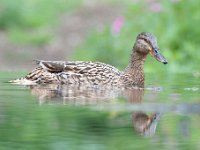 Anas platyrhynchos 59, Wilde eend, Saxifraga-Luuk Vermeer