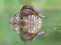 Anas platyrhynchos 63, Wilde eend, Saxifraga-Luuk Vermeer