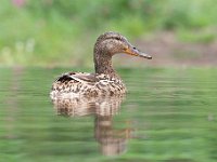 Anas platyrhynchos 65, Wilde eend, Saxifraga-Luuk Vermeer