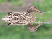 Anas platyrhynchos 66, Wilde eend, Saxifraga-Luuk Vermeer