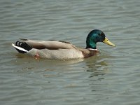 Anas platyrhynchos 7, male, Wilde eend, Saxifraga-Jan van der Straaten