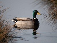 Anas platyrhynchos 78, Wilde eend, Saxifraga-Luuk Vermeer