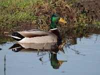 Anas platyrhynchos 85, Wilde eend, Saxifraga-Luuk Vermeer