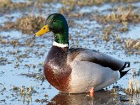 Anas platyrhynchos 86, Wilde eend, Saxifraga-Luuk Vermeer