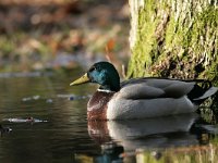 Anas platyrhynchos 9, male, Wilde eend, Saxifraga-Mark Zekhuis