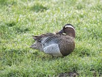 Anas querquedula 15, Zomertaling, Saxifraga-Luuk Vermeer