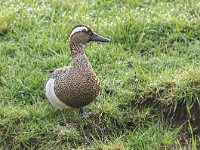 Anas querquedula 16, Zomertaling, Saxifraga-Luuk Vermeer