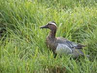 Anas querquedula 14, Zomertaling, Saxifraga-Luuk Vermeer