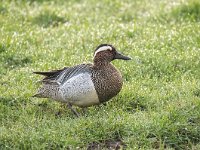 Anas querquedula 17, Zomertaling, Saxifraga-Luuk Vermeer