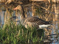 Anser anser 10, Grauwe gans, Saxifraga-Luc Hoogenstein