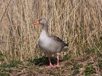 Anser anser 11, Grauwe gans, Saxifraga-Jan Nijendijk