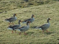 Anser anser 12, Grauwe gans, Saxifraga-Jan van der Straaten