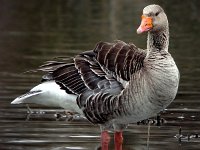 Anser anser 29, Grauwe gans, Saxifraga-Iztok Skornik